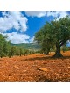 Jerusalem: Olive Wood Wall Plaque